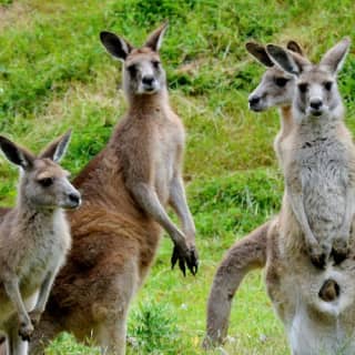 Phillip Island Penguin Parade and Maru Park Animal Sanctuary