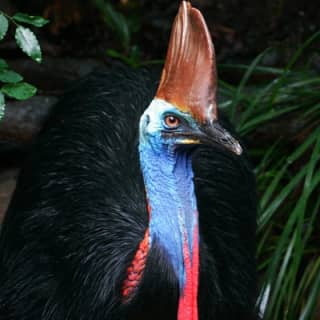 Wildlife Habitat Port Douglas