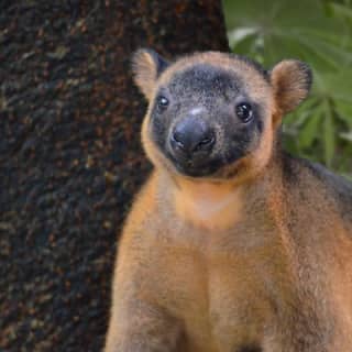 Wildlife Habitat Port Douglas