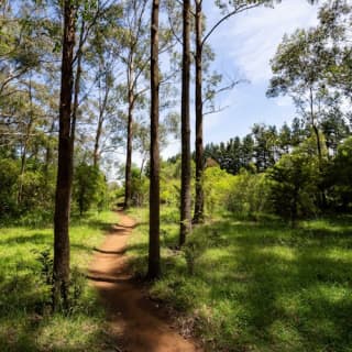 Illawarra Fly Treetop Walk