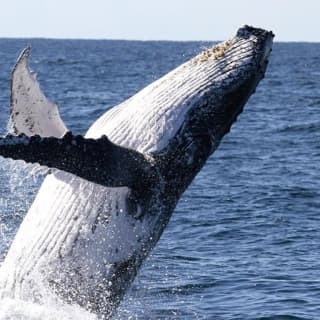 Spirit of Gold Coast Whale Watching