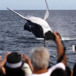 Spirit of Gold Coast Whale Watching