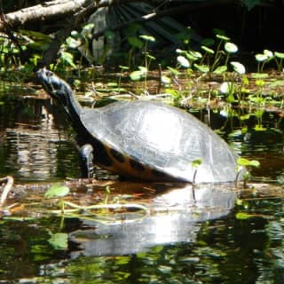 Lofton Creek Kayaking Trip with Professional Guide