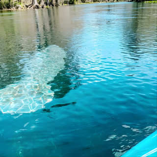 Silver Springs Glass Bottom Kayak Tour!