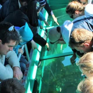 Glass Bottom Boat Tour