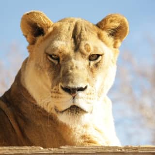 Lion Habitat Ranch Admission Ticket