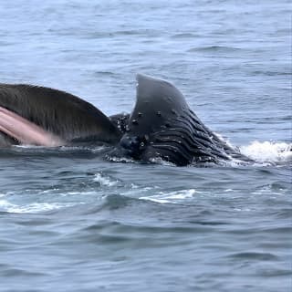 Ultimate Marine Whale & Wildlife Tour