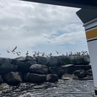 Long Beach Harbor Glass Bottom Boat Eco-Tour