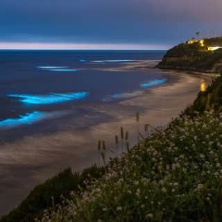 Bioluminescence Kayak Tour - Est. 1994