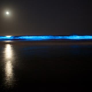 Bioluminescence Kayak Tour - Est. 1994