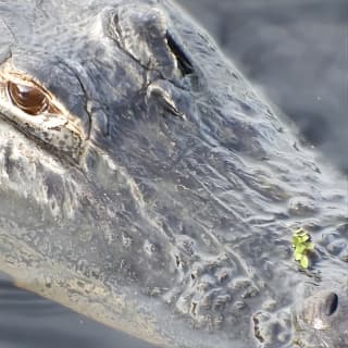 4-Hour Swamp Buggy Adventure Tour in Florida