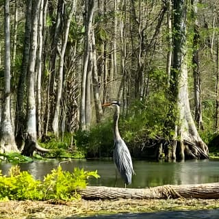 Silver Springs Glass Bottom Kayak Tour!