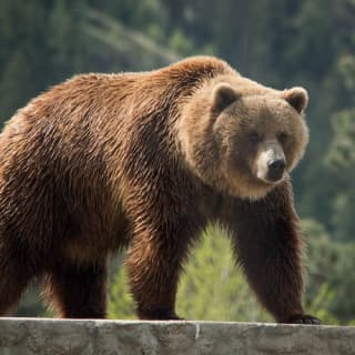 BC Wildlife Park Kamloops