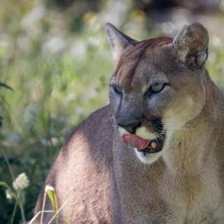 BC Wildlife Park Kamloops