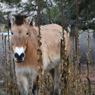 BC Wildlife Park Kamloops