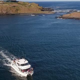 Phillip Island Seal Watching Cruise