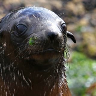 Phillip Island Seal Watching Cruise