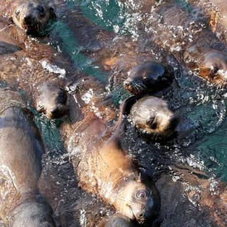 Phillip Island Seal Watching Cruise