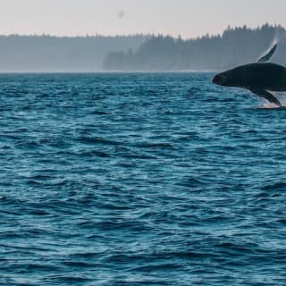 Half Day Whale Watching Tour from Vancouver