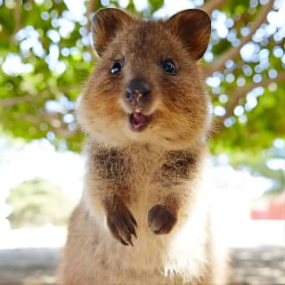 Discover Rottnest with Ferry & Bus Tour