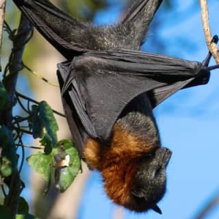 Flying Fox Experience, Thousands of Australia's Largest Bat