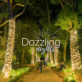 Dazzling Nights