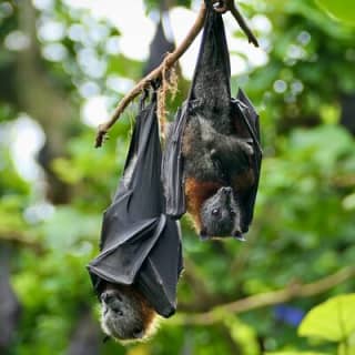 Flying Fox Experience, Thousands of Australia's Largest Bat