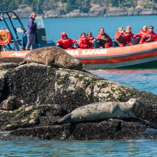 Howe Sound Eco Sea Safari Boat Tour