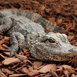 Bioparco Zoo di Roma: accesso saltafila