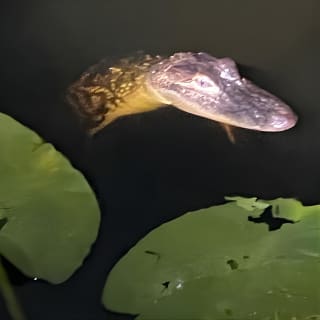 CENTRAL FLORIDA’S LOWEST PRICED eco-friendly airboat rides