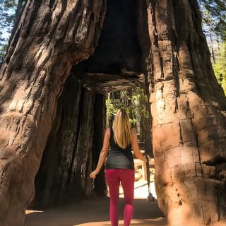 Yosemite and Giant Sequoias Day Tour