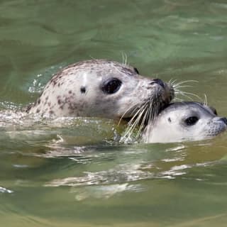 Snorkel, Kayak, and Seal Adventure: Vancouver Boat Tour