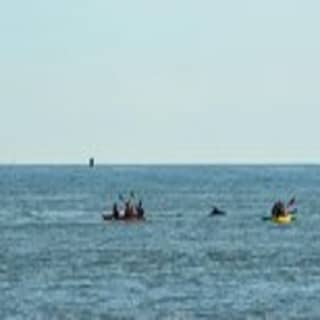 Sunset Dolphin Kayak Tours