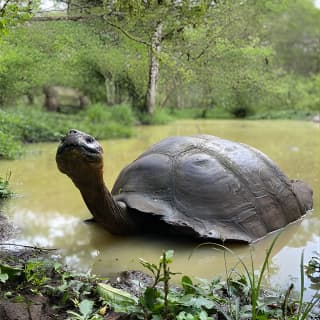 The Giant Tortoise Experience | Lava Tubes + Los Gemelos (Shared Tour)