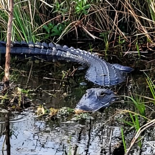 CENTRAL FLORIDA’S LOWEST PRICED eco-friendly airboat rides