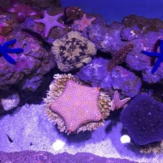 Marine Life Encounter at Cairns Aquarium