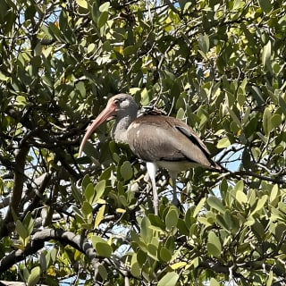 2 Hours Guided Robinson Preserve Mangrove Tour