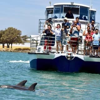 Mandurah Dolphin Cruise & Views