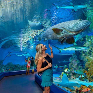 Marine Life Encounter at Cairns Aquarium