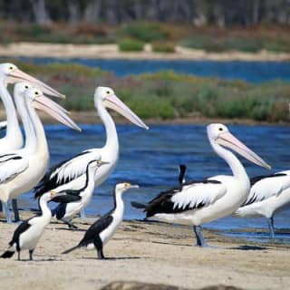 Mandurah Dolphin Cruise & Views