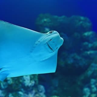 Marine Life Encounter at Cairns Aquarium