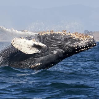 NYC Whale Watching Adventure Cruise