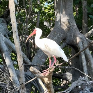 2 Hours Guided Robinson Preserve Mangrove Tour