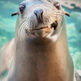 Aquarium of the Pacific: Skip The Line