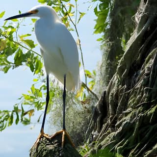 1 Hour Historical Wildlife Tour of The Famous Chain of Lakes