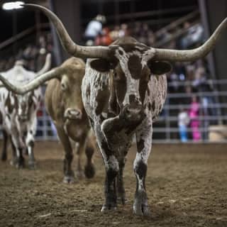 General Admission to the Rodeo Bulverde