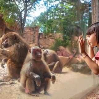 Singapore Zoo: Meet orangutans, snakes and more