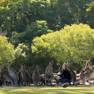 Lone Pine Koala Sanctuary Admission with Brisbane River Cruise