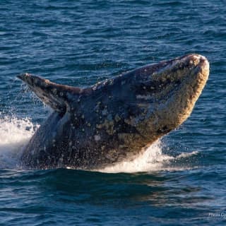 San Diego Harbor: 2-Hour Cruise with Live Guide