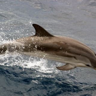 1.5-Hour Charleston Harbor Cruise with Live Narration